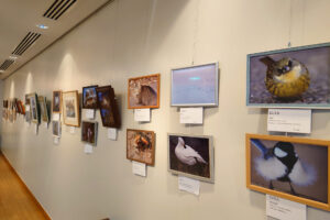 【開催中】波田希少動植物保存会「野鳥・昆虫写真展」