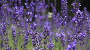《LAVENDER TIME》良い香りのラベンダーいかがですか？ご自身で刈り取ってお持ち帰り自由！